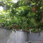 Purple Passion Fruit Vine, Passiflora edulis, Seeds (Fast, Edible, Showy)