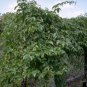 Purple Passion Fruit Vine, Passiflora edulis, Seeds (Fast, Edible, Showy)
