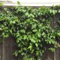 Purple Passion Fruit Vine, Passiflora edulis, Seeds (Fast, Edible, Showy)