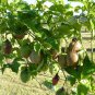 Purple Passion Fruit Vine, Passiflora edulis, Seeds (Fast, Edible, Showy)
