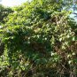 Purple Passion Fruit Vine, Passiflora edulis, Seeds (Fast, Edible, Showy)