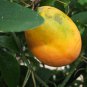 Purple Passion Fruit Vine, Passiflora edulis, Seeds (Fast, Edible, Showy)