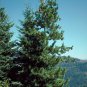 20 Western White Pine, Pinus monticola, Tree Seeds (Fast, Hardy, Fragrant, Bonsai)