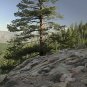 20 Western White Pine, Pinus monticola, Tree Seeds (Fast, Hardy, Fragrant, Bonsai)