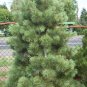 20 Western White Pine, Pinus monticola, Tree Seeds (Fast, Hardy, Fragrant, Bonsai)