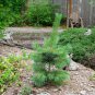 20 Western White Pine, Pinus monticola, Tree Seeds (Fast, Hardy, Fragrant, Bonsai)