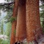 20 Western White Pine, Pinus monticola, Tree Seeds (Fast, Hardy, Fragrant, Bonsai)