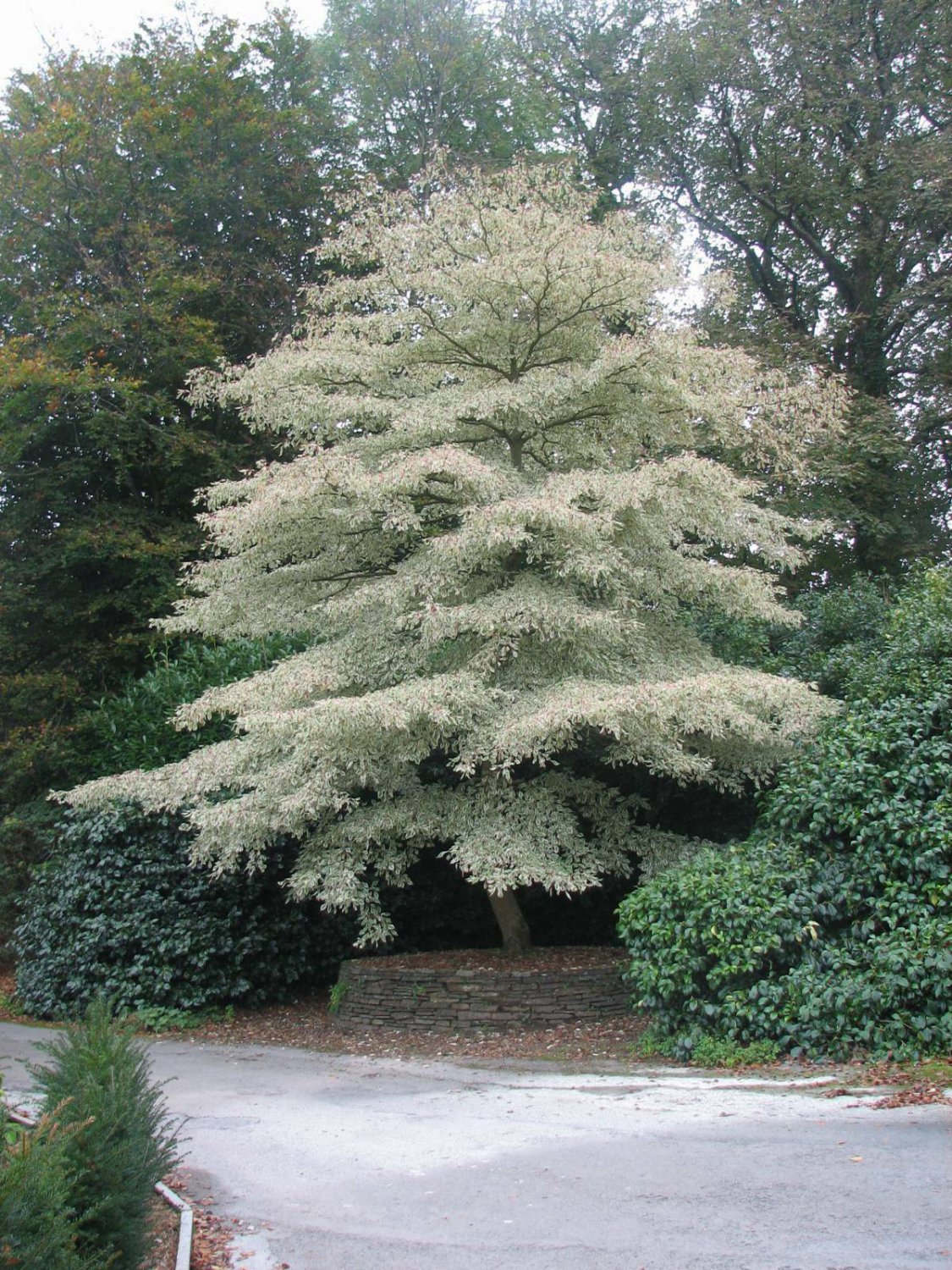 20 Giant Dogwood, Cornus controversa, Tree Seeds (Fast, Fall Color, Hardy, Showy)