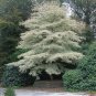 20 Giant Dogwood, Cornus controversa, Tree Seeds (Fast, Fall Color, Hardy, Showy)