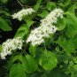 20 Giant Dogwood, Cornus controversa, Tree Seeds (Fast, Fall Color, Hardy, Showy)
