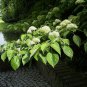 20 Giant Dogwood, Cornus controversa, Tree Seeds (Fast, Fall Color, Hardy, Showy)