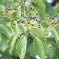 20 Giant Dogwood, Cornus controversa, Tree Seeds (Fast, Fall Color, Hardy, Showy)
