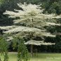 20 Giant Dogwood, Cornus controversa, Tree Seeds (Fast, Fall Color, Hardy, Showy)