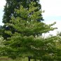 20 Giant Dogwood, Cornus controversa, Tree Seeds (Fast, Fall Color, Hardy, Showy)