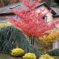 20 Giant Dogwood, Cornus controversa, Tree Seeds (Fast, Fall Color, Hardy, Showy)