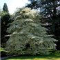 20 Giant Dogwood, Cornus controversa, Tree Seeds (Fast, Fall Color, Hardy, Showy)