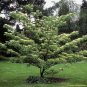 20 Giant Dogwood, Cornus controversa, Tree Seeds (Fast, Fall Color, Hardy, Showy)