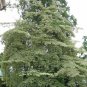 20 Giant Dogwood, Cornus controversa, Tree Seeds (Fast, Fall Color, Hardy, Showy)