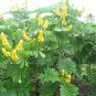 Candle Bush, (Senna alata), Cassia alata, Shrub Seeds (Fast, Showy)