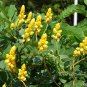 Candle Bush, (Senna alata), Cassia alata, Shrub Seeds (Fast, Showy)