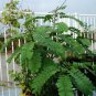 Candle Bush, (Senna alata), Cassia alata, Shrub Seeds (Fast, Showy)
