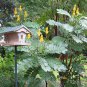 Candle Bush, (Senna alata), Cassia alata, Shrub Seeds (Fast, Showy)