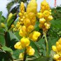 Candle Bush, (Senna alata), Cassia alata, Shrub Seeds (Fast, Showy)