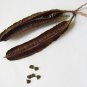 Candle Bush, (Senna alata), Cassia alata, Shrub Seeds (Fast, Showy)