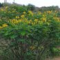 Candle Bush, (Senna alata), Cassia alata, Shrub Seeds (Fast, Showy)
