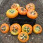 Turks Turban, (Turban Squash), Cucurbita maxima, Seeds