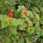 Turks Turban, (Turban Squash), Cucurbita maxima, Seeds