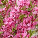 4 Russian Almond Shrub, Prunus tenella, Seeds (Fast, Hardy, Edible, Showy, Easy)