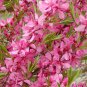 4 Russian Almond Shrub, Prunus tenella, Seeds (Fast, Hardy, Edible, Showy, Easy)