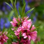 4 Russian Almond Shrub, Prunus tenella, Seeds (Fast, Hardy, Edible, Showy, Easy)