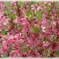 4 Russian Almond Shrub, Prunus tenella, Seeds (Fast, Hardy, Edible, Showy, Easy)