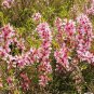 4 Russian Almond Shrub, Prunus tenella, Seeds (Fast, Hardy, Edible, Showy, Easy)