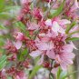 4 Russian Almond Shrub, Prunus tenella, Seeds (Fast, Hardy, Edible, Showy, Easy)