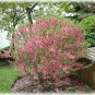 4 Russian Almond Shrub, Prunus tenella, Seeds (Fast, Hardy, Edible, Showy, Easy)