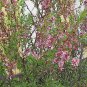4 Russian Almond Shrub, Prunus tenella, Seeds (Fast, Hardy, Edible, Showy, Easy)