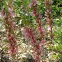 4 Russian Almond Shrub, Prunus tenella, Seeds (Fast, Hardy, Edible, Showy, Easy)