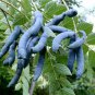 Blue Sausage Fruit, Decaisnea fargesii, Shrub Seeds (Fast, Fall Color, Edible)