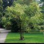 Blue Sausage Fruit, Decaisnea fargesii, Shrub Seeds (Fast, Fall Color, Edible)