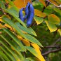 Blue Sausage Fruit, Decaisnea fargesii, Shrub Seeds (Fast, Fall Color, Edible)