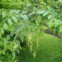 Blue Sausage Fruit, Decaisnea fargesii, Shrub Seeds (Fast, Fall Color, Edible)