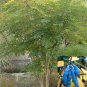 Blue Sausage Fruit, Decaisnea fargesii, Shrub Seeds (Fast, Fall Color, Edible)