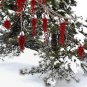Igiri Tree, (Chinese Wonder) Idesia polycarpa, Tree Seeds (Fast, Edible, Showy)