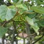 Igiri Tree, (Chinese Wonder) Idesia polycarpa, Tree Seeds (Fast, Edible, Showy)