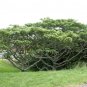 Igiri Tree, (Chinese Wonder) Idesia polycarpa, Tree Seeds (Fast, Edible, Showy)