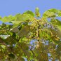Igiri Tree, (Chinese Wonder) Idesia polycarpa, Tree Seeds (Fast, Edible, Showy)