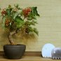 Igiri Tree, (Chinese Wonder) Idesia polycarpa, Tree Seeds (Fast, Edible, Showy)